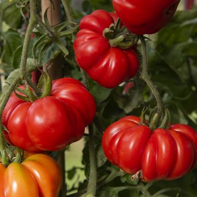 Pihvitomaatti 'Costoluto Fiorentino'