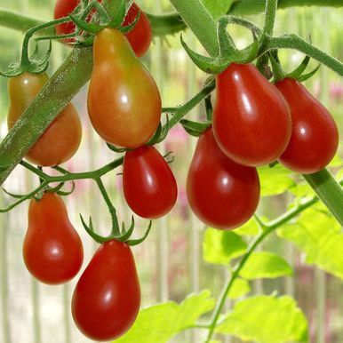 Päärynätomaatti 'Red Pear'