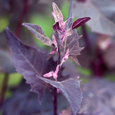 Punalehtinen tarhamaltsa 'Ruby Red'