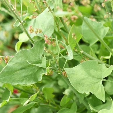 Kilpisuolaheinä 'Silver Leaf'