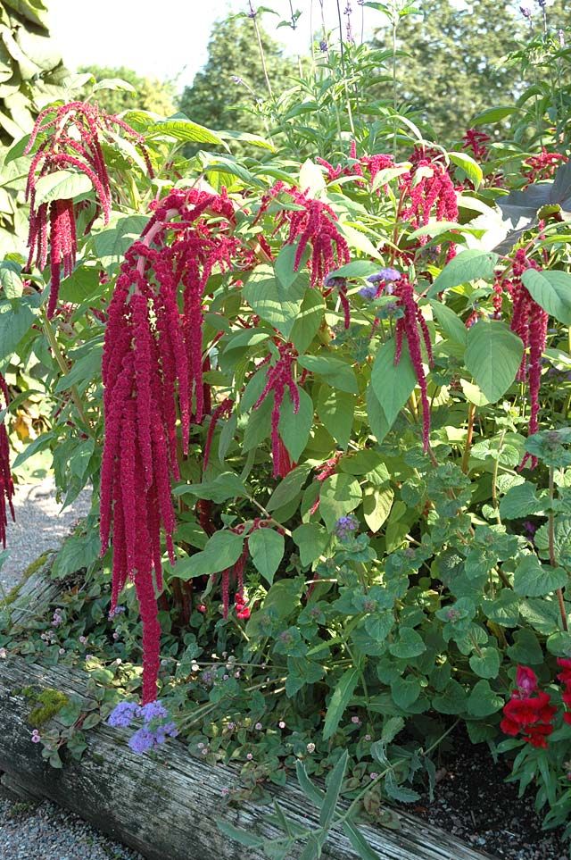 Rävsvans 'Red Tails'