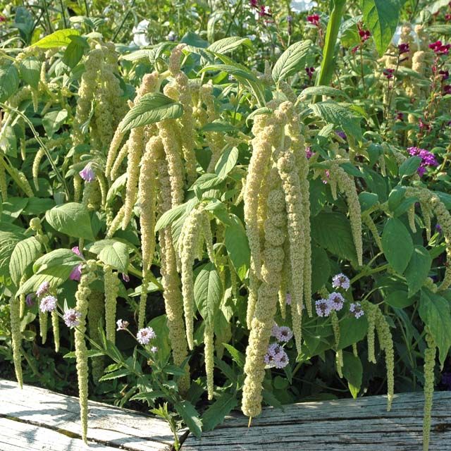 Grön Rävsvans 'Viridis'