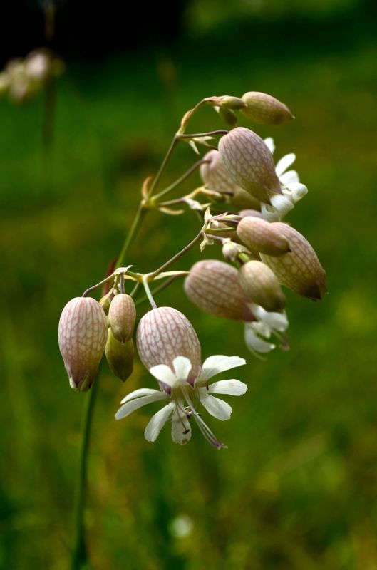 Smällglim