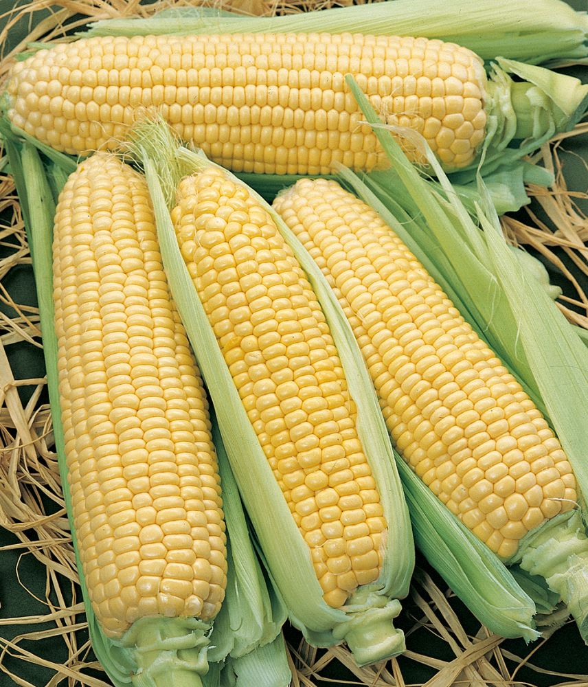 maissia cob