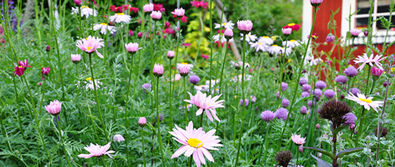 Planera din rabatt efter blommornas färg och form.