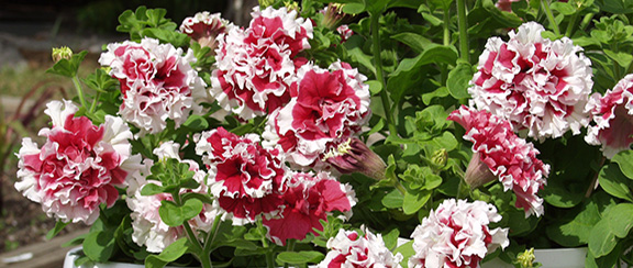 Fröer till storblommande petunia