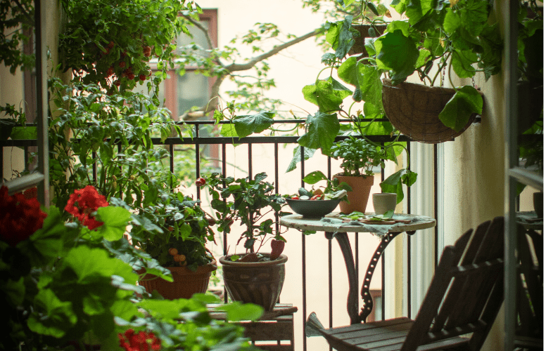 Vihannesten viljely parvekkeella