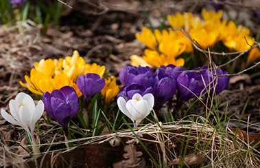 Krokus i blandade färger