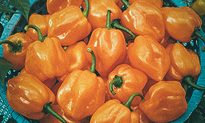 Havannapaprika 'Habanero Orange'