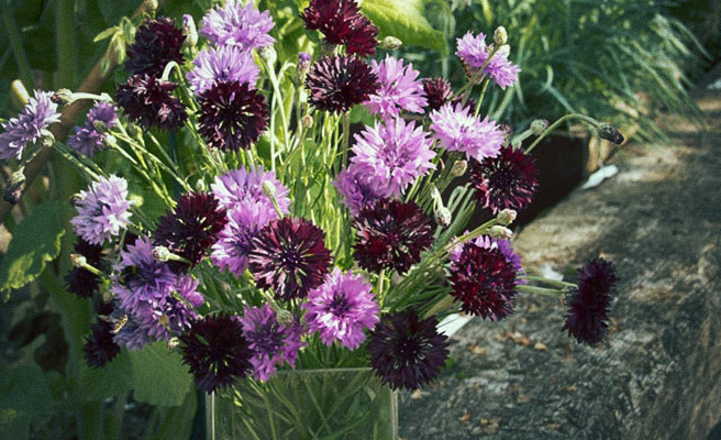 Ruiskaunokki 'Black & Mauve'