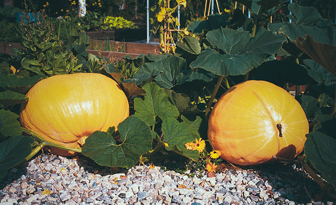 Mammuttikurpitsa 'Atlantic Giant'