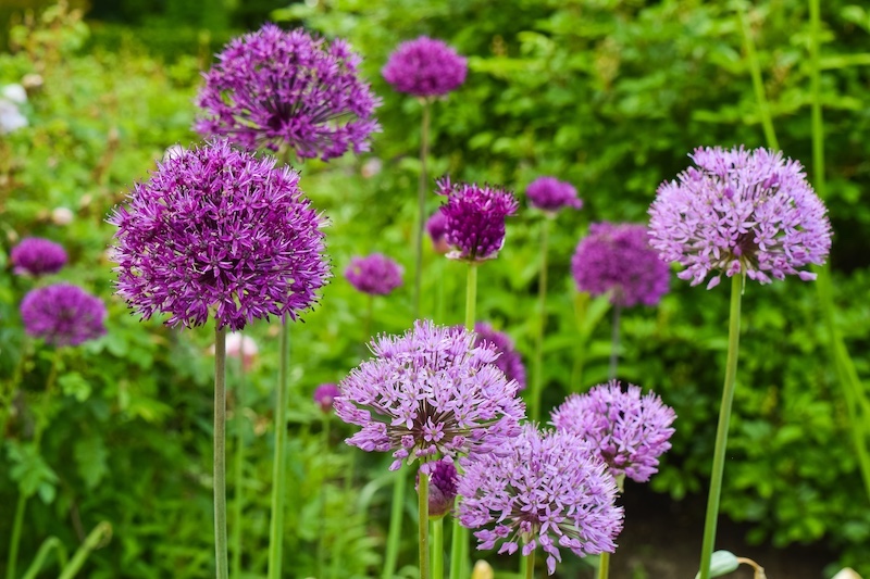 allium koristeellinen sipuli violetti