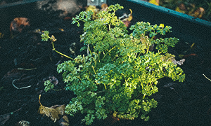 Havannapaprika 'Habanero Orange' Persilja marraskuussa