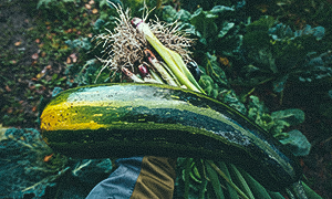 Kesäkurpitsa- ja kevätsipulisatoa marraskuussa