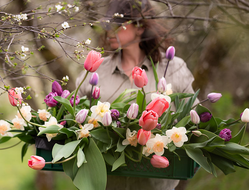 Tulpaner och narcisser i kruka