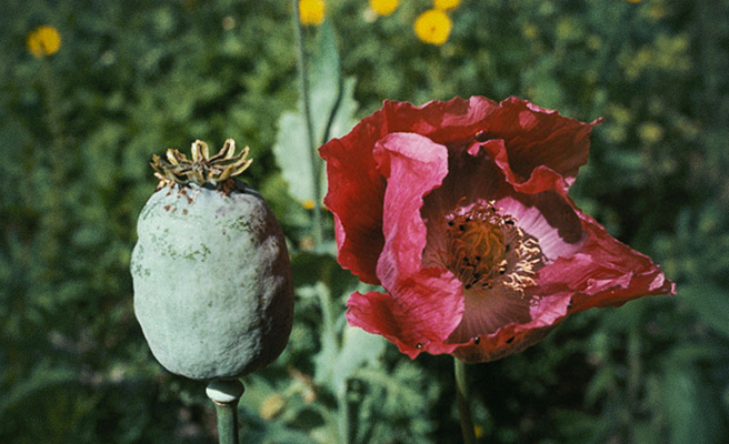 Oopiumiunikko 'The Giant'