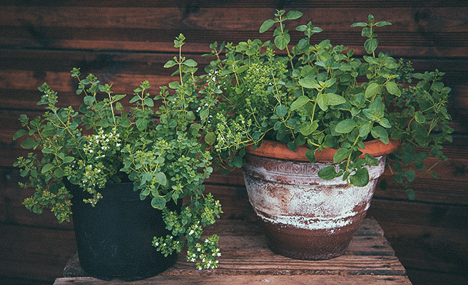 Kreikkalainen oregano 'Griechischer'