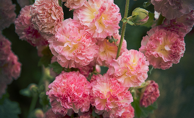 'Chater's Salmon Pink' -lajikkeen kukat ovat erityisen kerrannaiset.