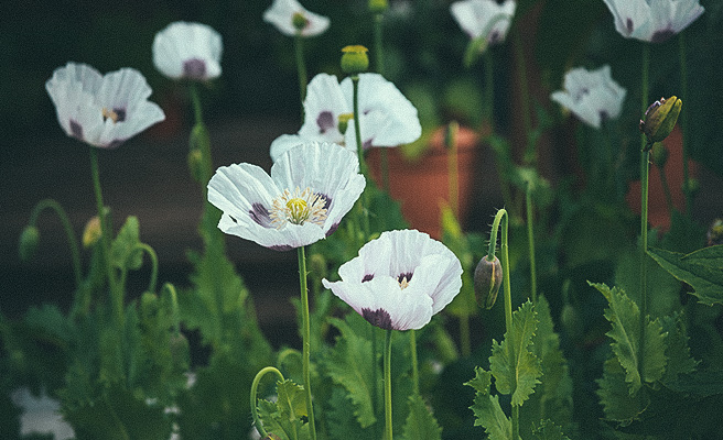 Oopiumunikko 'Bread Seed Poppy'