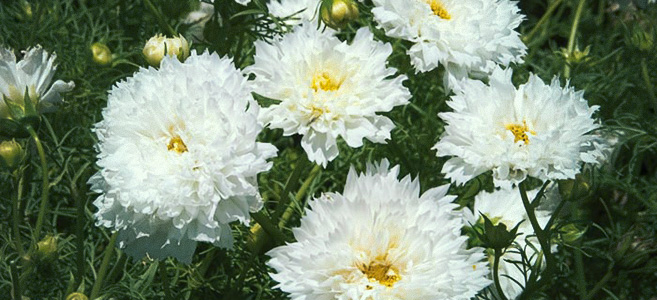 Rosenskära 'Double Click Snow Puff'