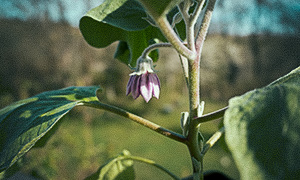 Chilipaprika 'Sweet Banana' Munakoison kukka