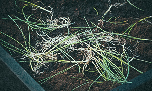 Chilipaprika 'Sweet Banana' Purjokaaos