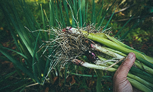 Chilipaprika 'Sweet Banana' Kevätsipulisatoa marraskuussa