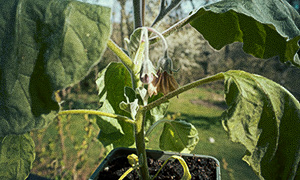Havannapaprika 'Habanero Orange' Lakastunut munakoiso