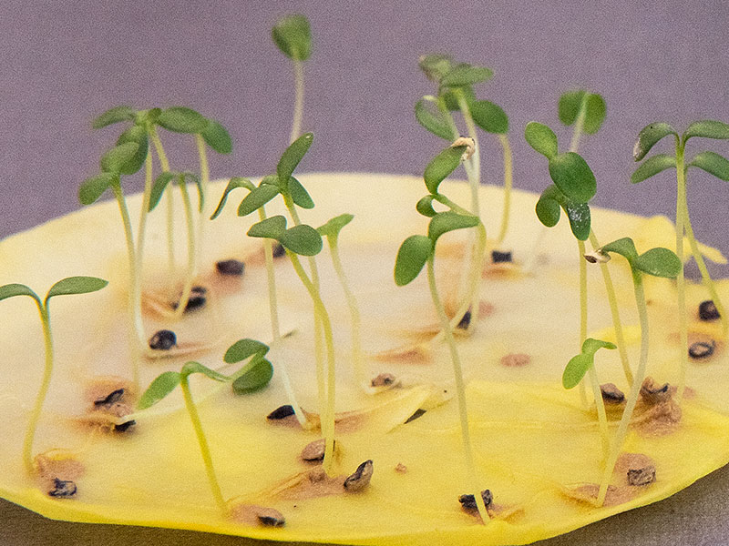 siementen itävyystesti