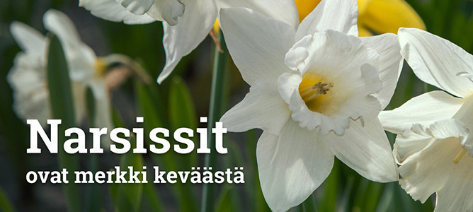 Keväällä kukkivat kukkasipulit