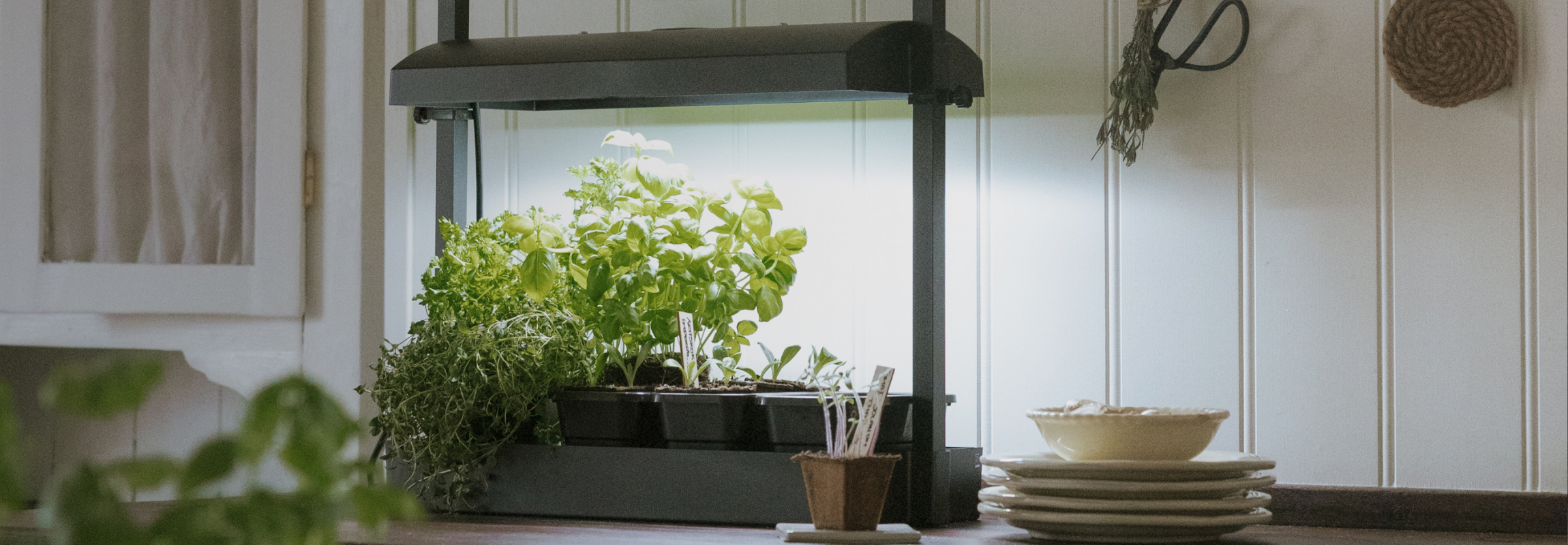 Kasvata vihreää sisällä kasvivalojen alla