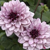 Lummedaalia