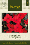 Ahkeraliisa F1 'Lollipop Cherry', Tumman kirsikanpunaiset kukat tummanvihreällä lehdistöllä.