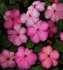 Ahkeraliisa F1 'Balance Rose Picotee', Pastellisen vaaleanpunaiset kukat, joiden reunoilla on kirsikanpunainen varjostus.