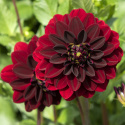 Koristedaalia ''Arabian Night'' 1 kpl