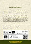 Koristedaalia ''Arabian Night'' 1 kpl