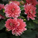 Lummedaalia ''Berliner Kleene'' 1 kpl