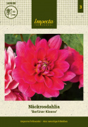 Lummedaalia ''Berliner Kleene'' 1 kpl