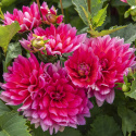 Lummedaalia ''Berliner Kleene'' 1 kpl