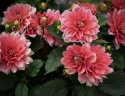 Lummedaalia ''Berliner Kleene'' 1 kpl