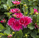 Lummedaalia ''Berliner Kleene'' 1 kpl