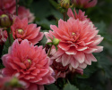 Lummedaalia ''Berliner Kleene'' 1 kpl