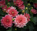 Lummedaalia ''Berliner Kleene'' 1 kpl