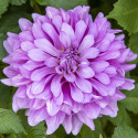 Koristedaalia ''Bluetiful'' 1 kpl