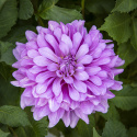 Koristedaalia ''Bluetiful'' 1 kpl