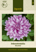 Koristedaalia ''Bluetiful'' 1 kpl