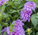 Koristedaalia ''Bluetiful'' 1 kpl