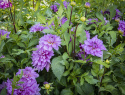 Koristedaalia ''Bluetiful'' 1 kpl
