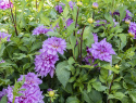 Koristedaalia ''Bluetiful'' 1 kpl