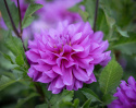 Koristedaalia ''Bluetiful'' 1 kpl